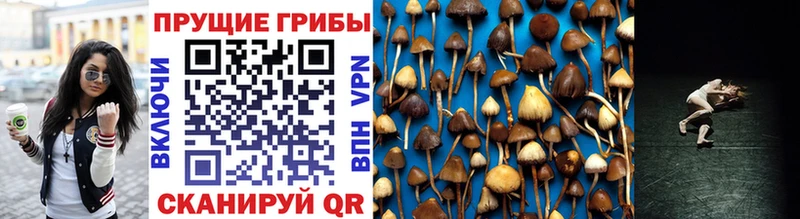 Псилоцибиновые грибы Psilocybe  где продают   Лебедянь 